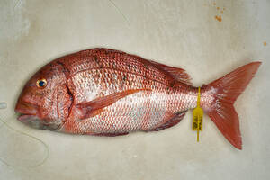 Ejemplar de Urta en lonja de pescadores de Conil de la Frontera, Cádiz